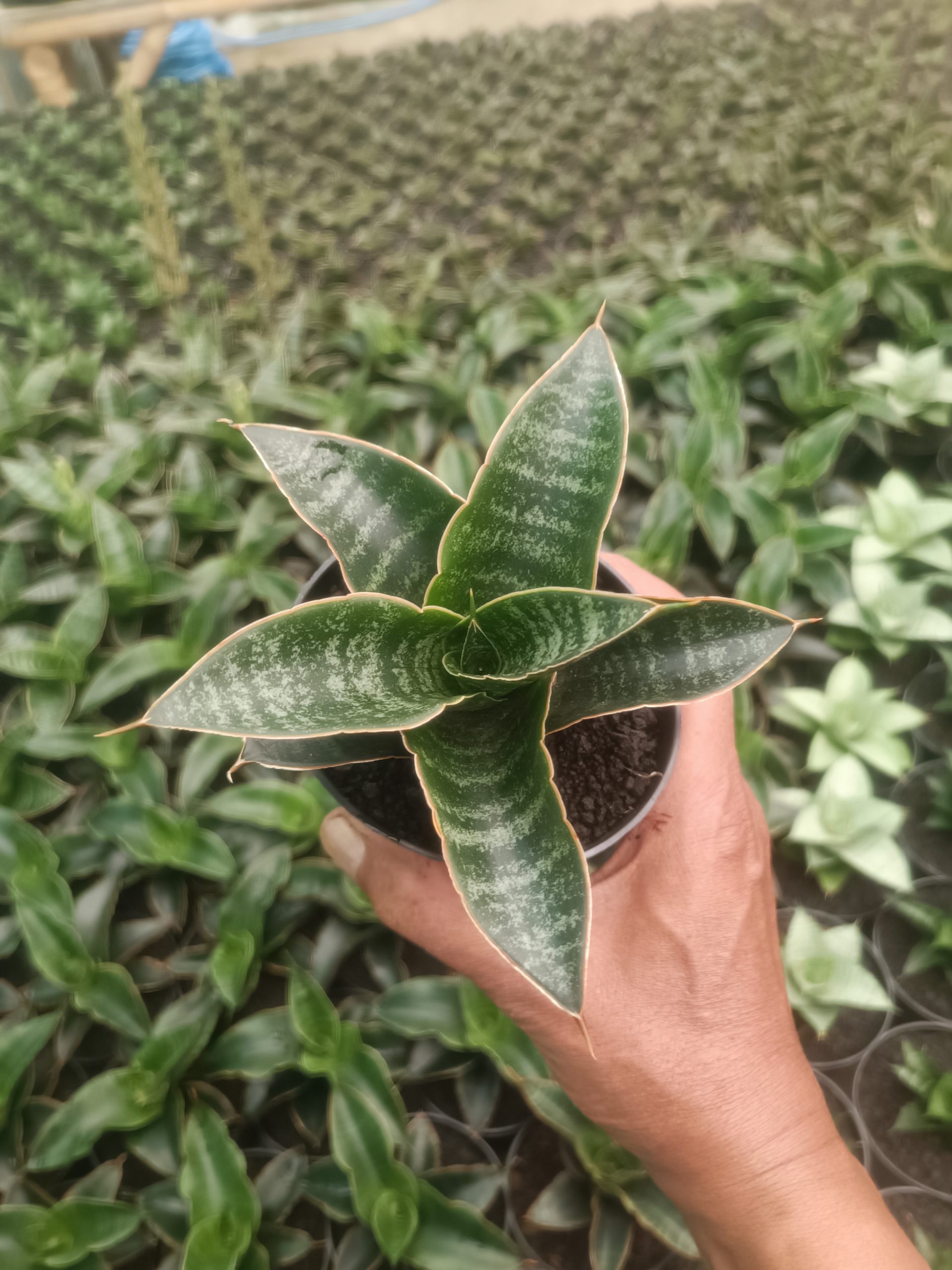 1437. Sansevieria Maribaya - Image 6