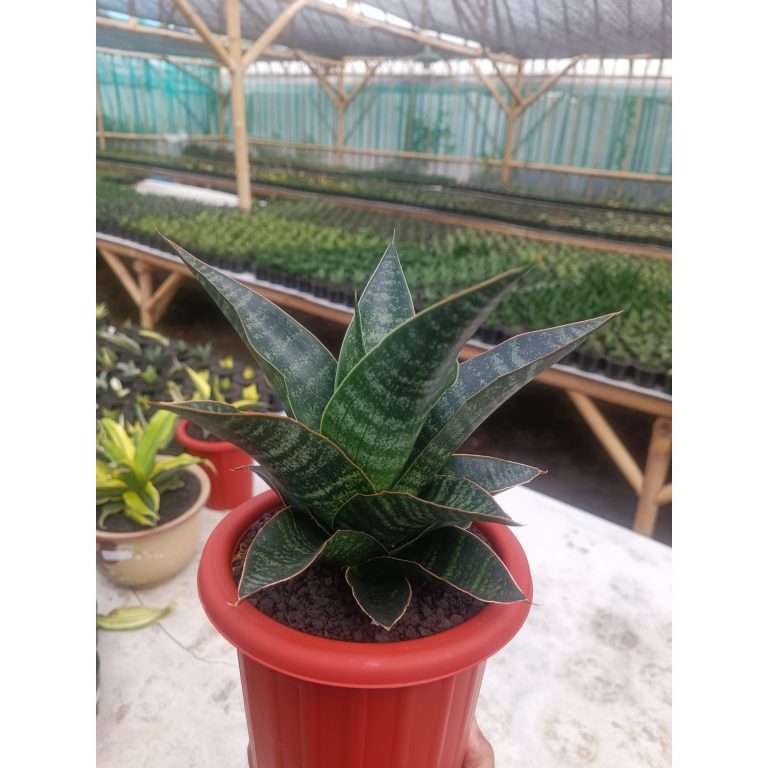 1596. Sansevieria Maribaya size 18 cm
