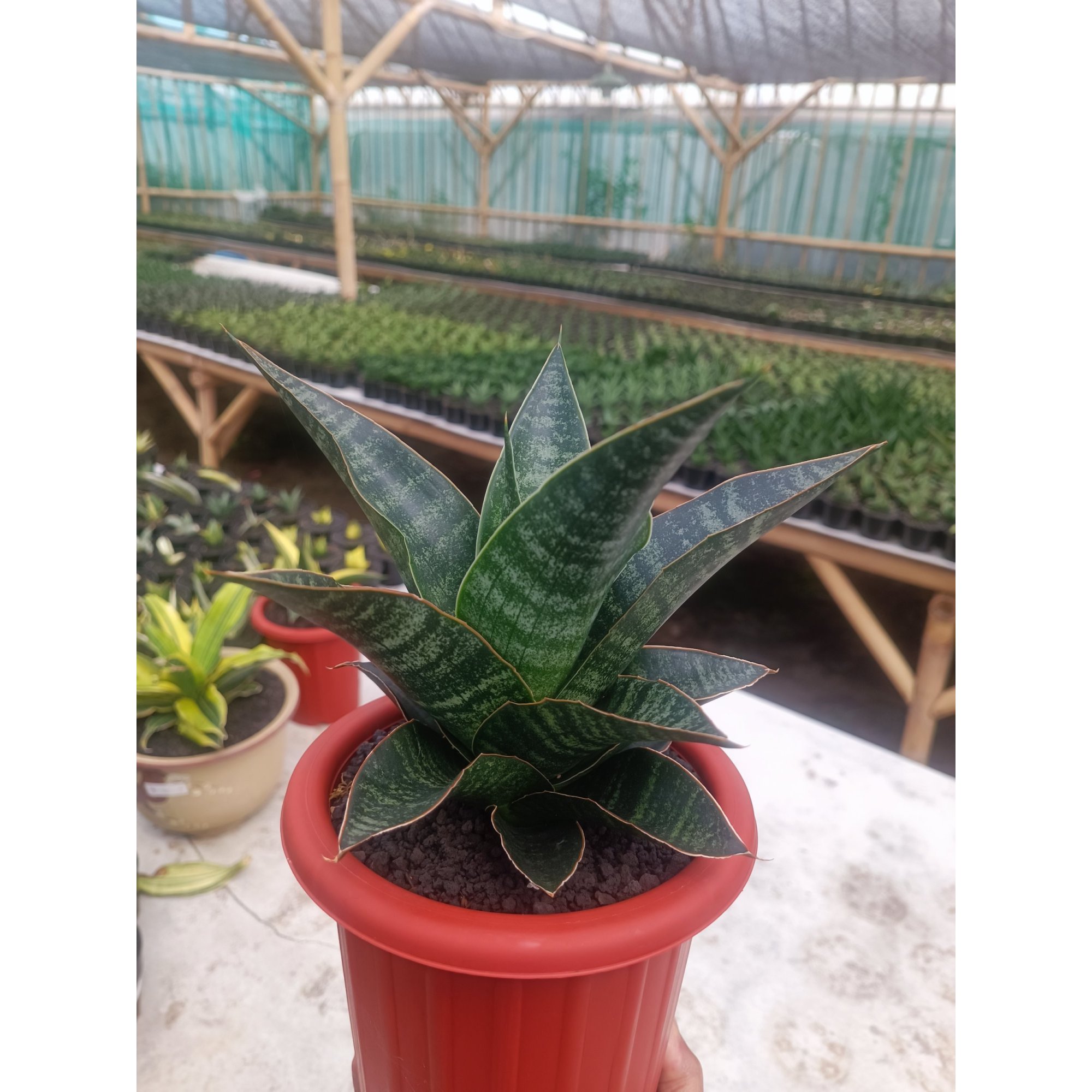 1596. Sansevieria Maribaya size 18 cm