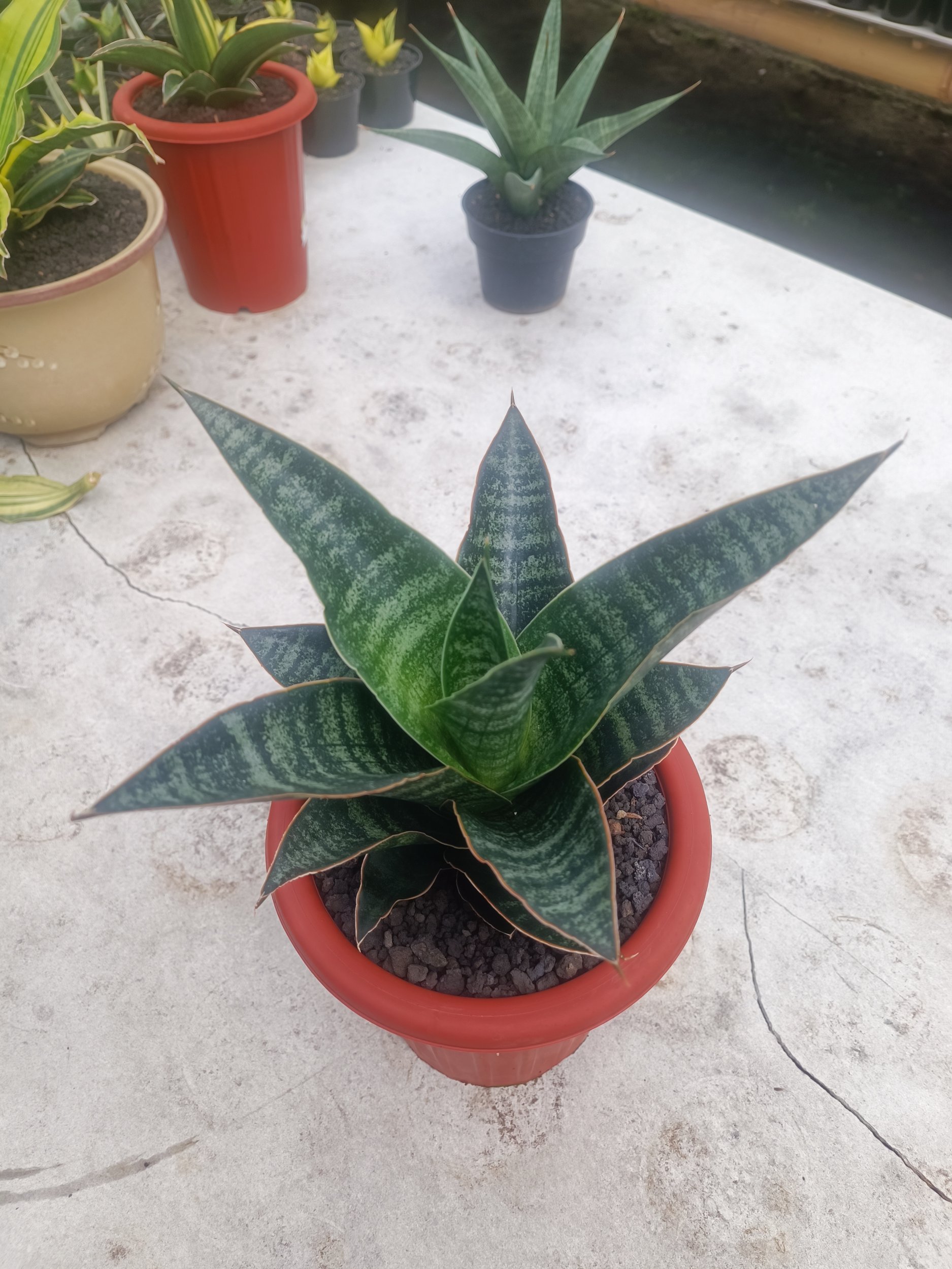 1596. Sansevieria Maribaya size 18 cm - Image 2