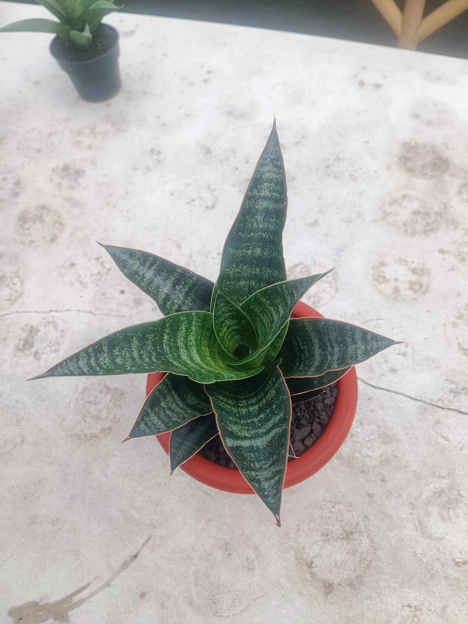 1596. Sansevieria Maribaya size 18 cm - Image 3