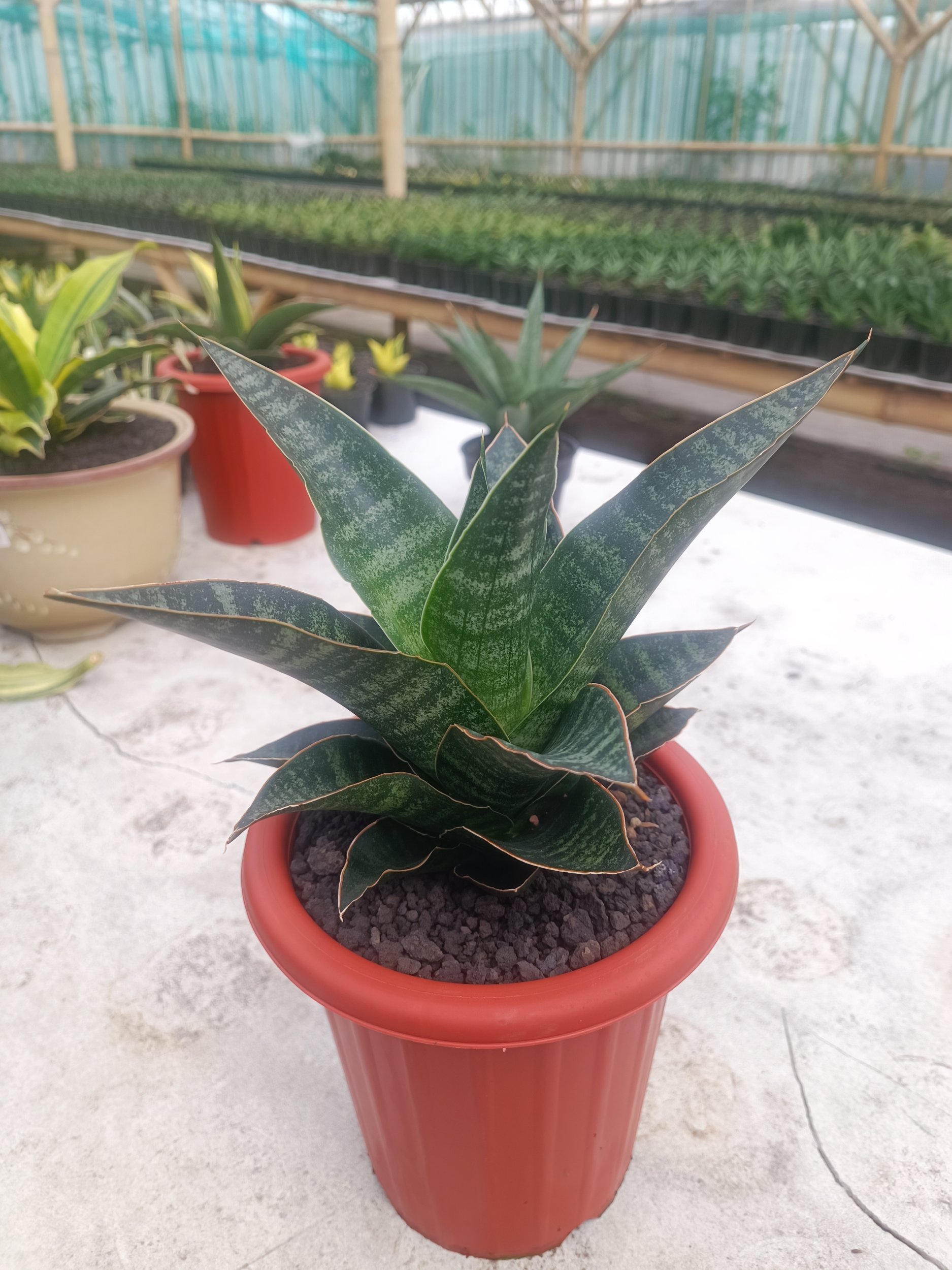 1596. Sansevieria Maribaya size 18 cm - Image 4