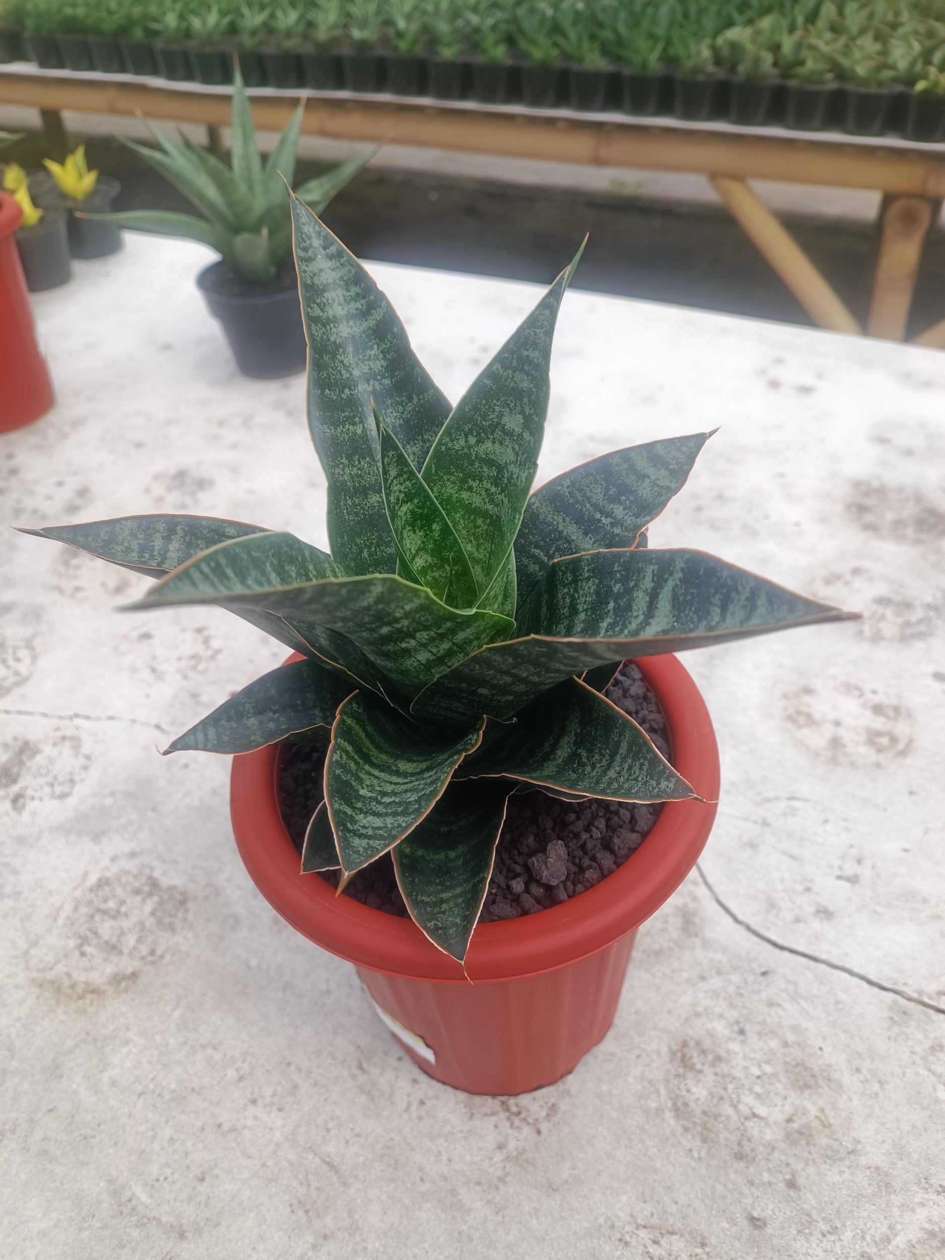 1596. Sansevieria Maribaya size 18 cm - Image 5