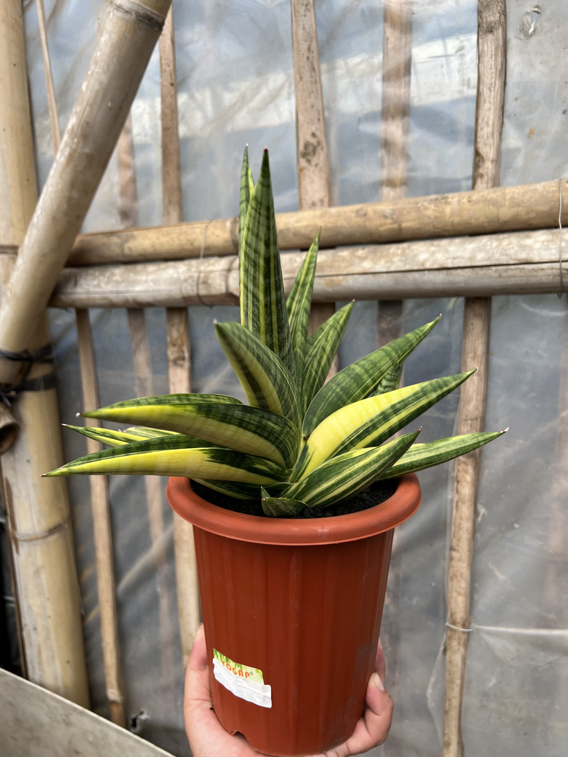 1102. Sansevieria Marsa Anjani Variegated - Image 4