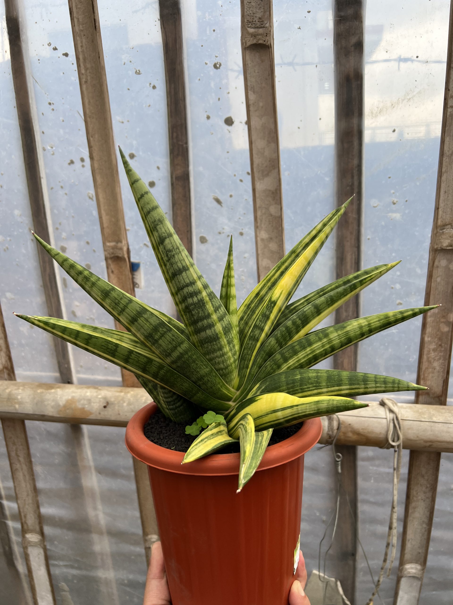 1102. Sansevieria Marsa Anjani Variegated - Image 5