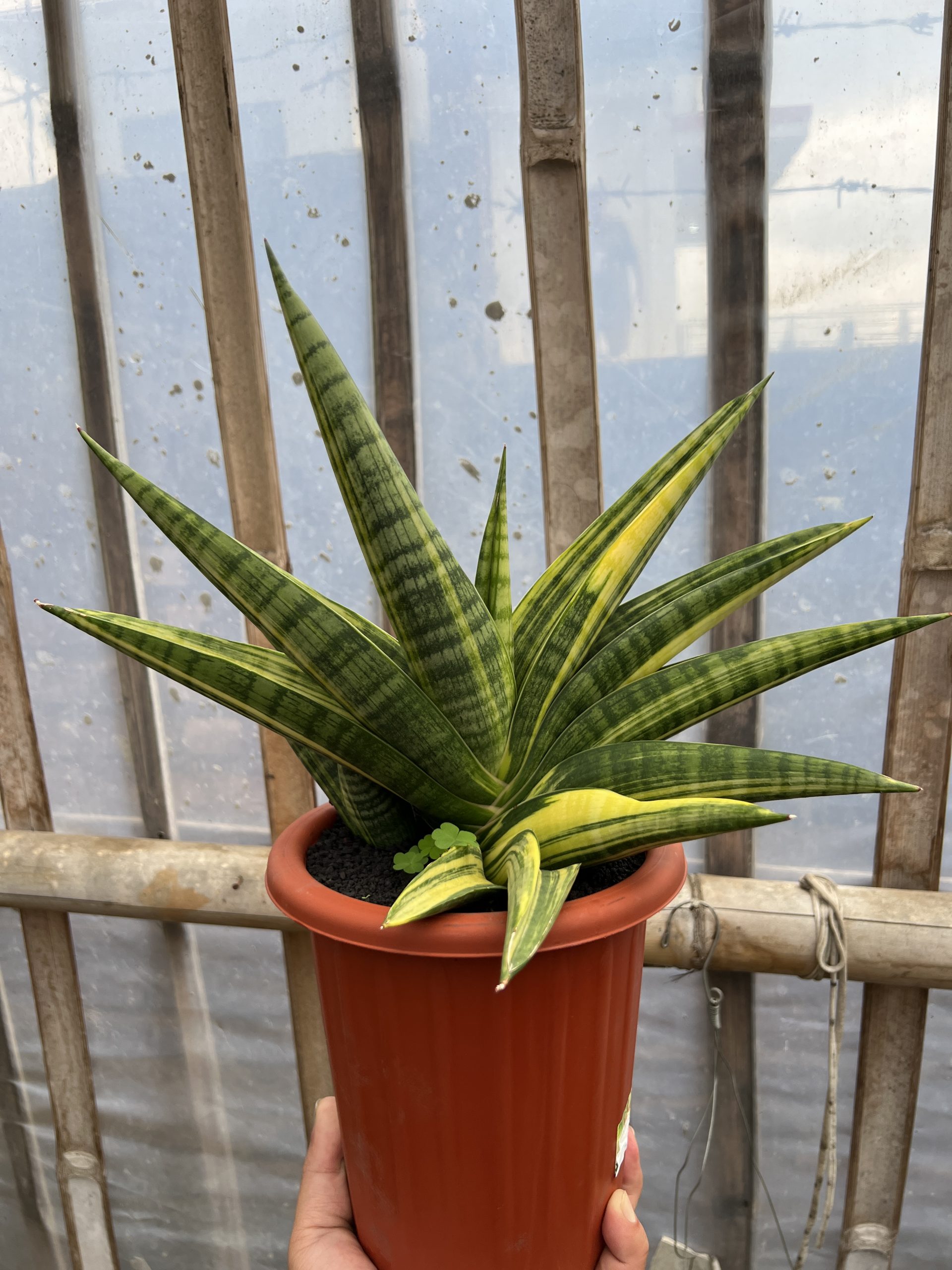 1102. Sansevieria Marsa Anjani Variegated - Image 6