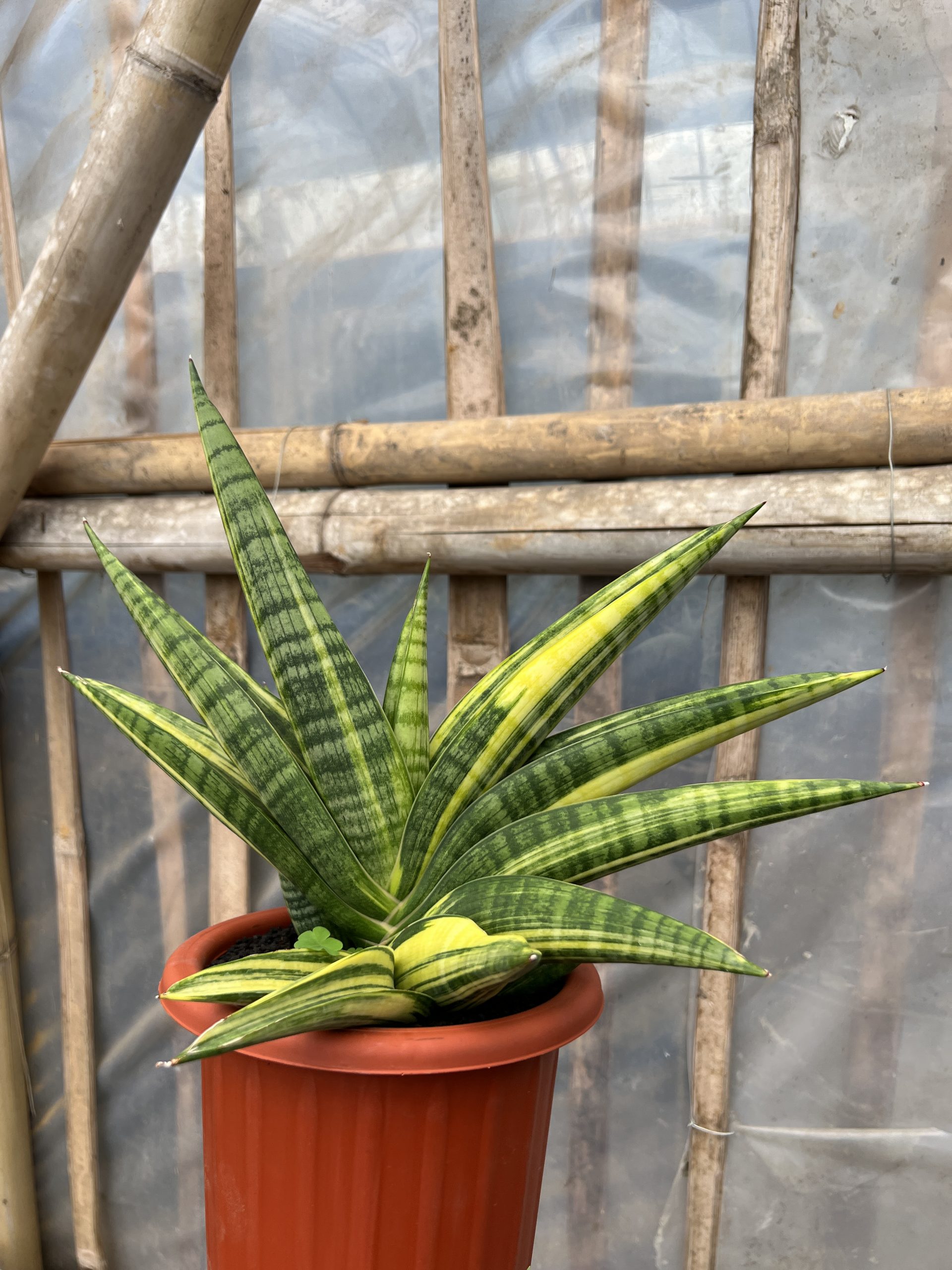 1102. Sansevieria Marsa Anjani Variegated - Image 7