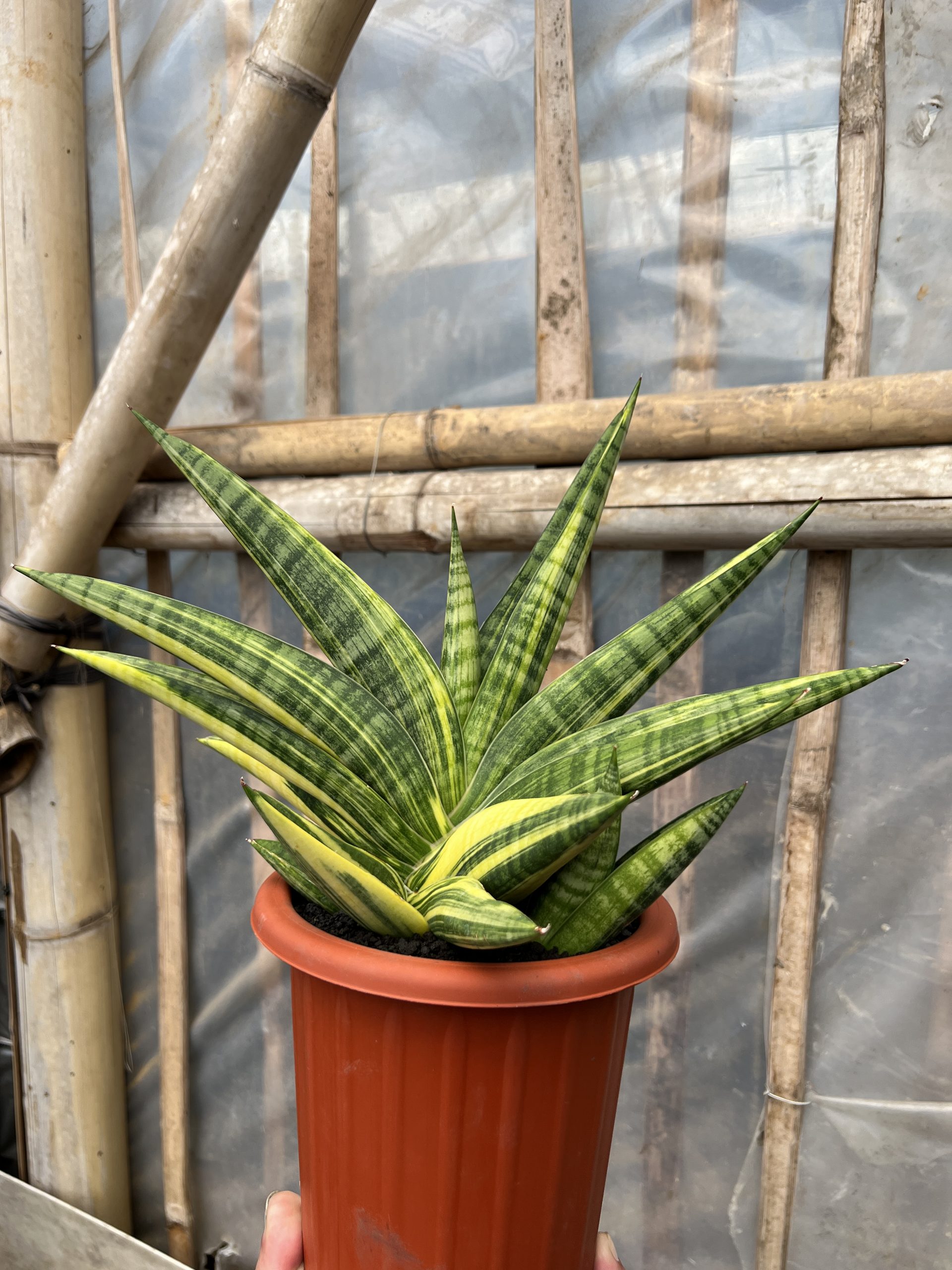 1102. Sansevieria Marsa Anjani Variegated - Image 2