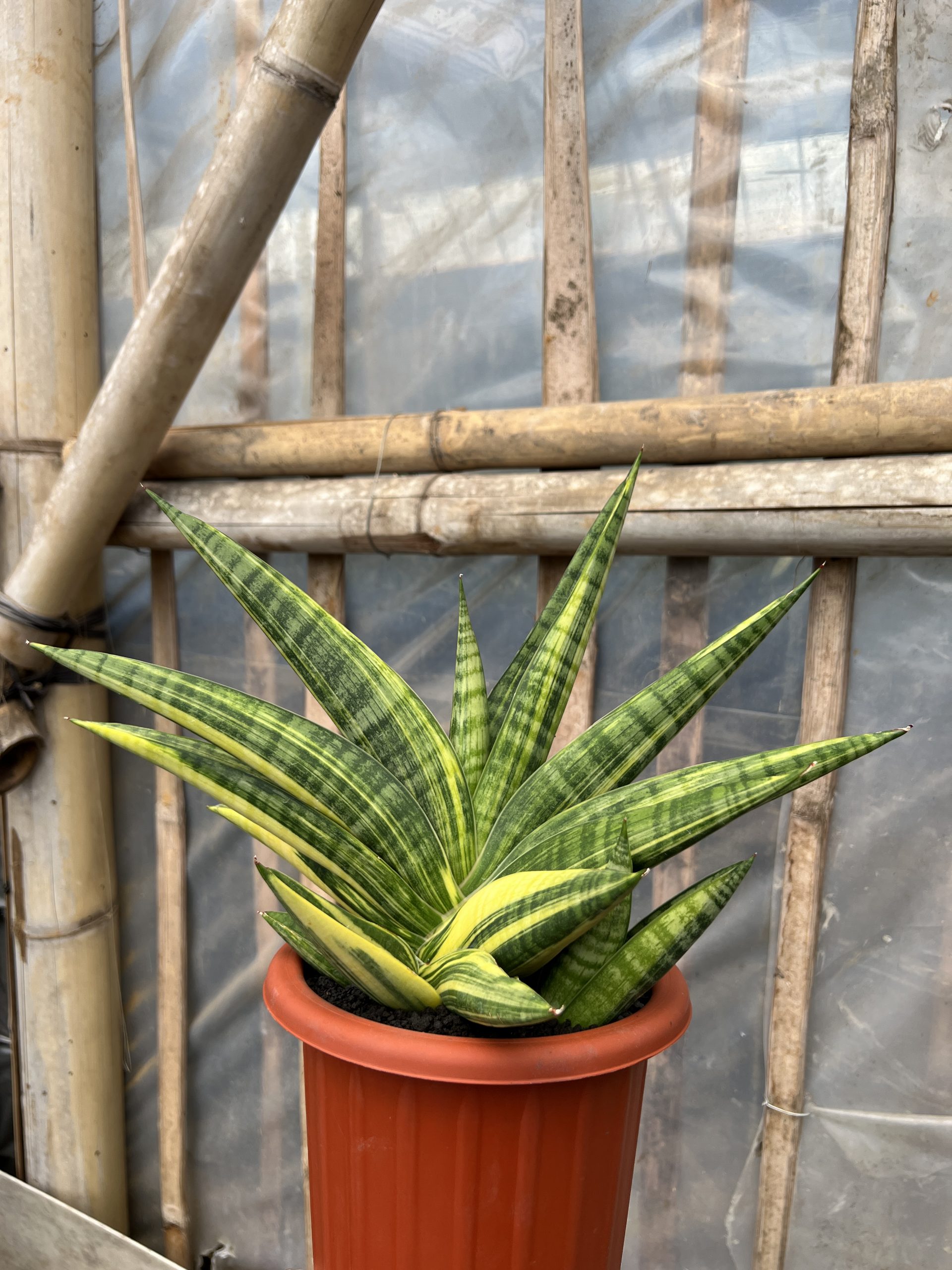 1102. Sansevieria Marsa Anjani Variegated - Image 3