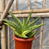 1102. Sansevieria Marsa Anjani Variegated