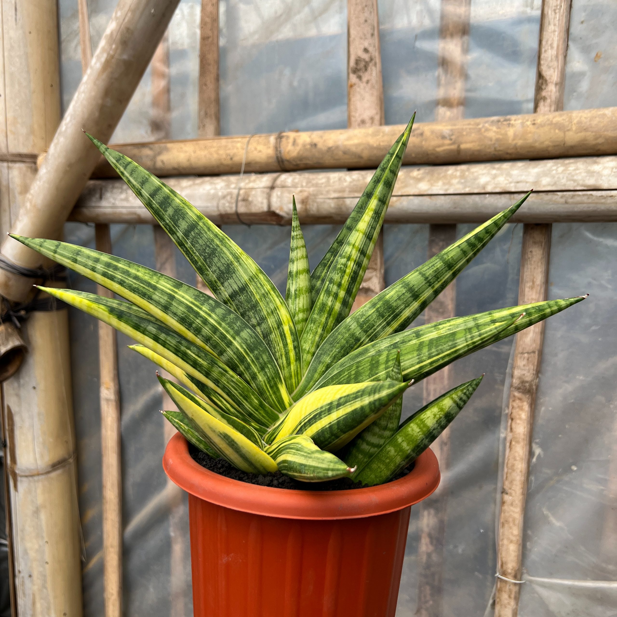 1102. Sansevieria Marsa Anjani Variegated