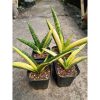 2115. Sansevieria Marsa Anjani Variegated 4 Pcs Size 15 Cm