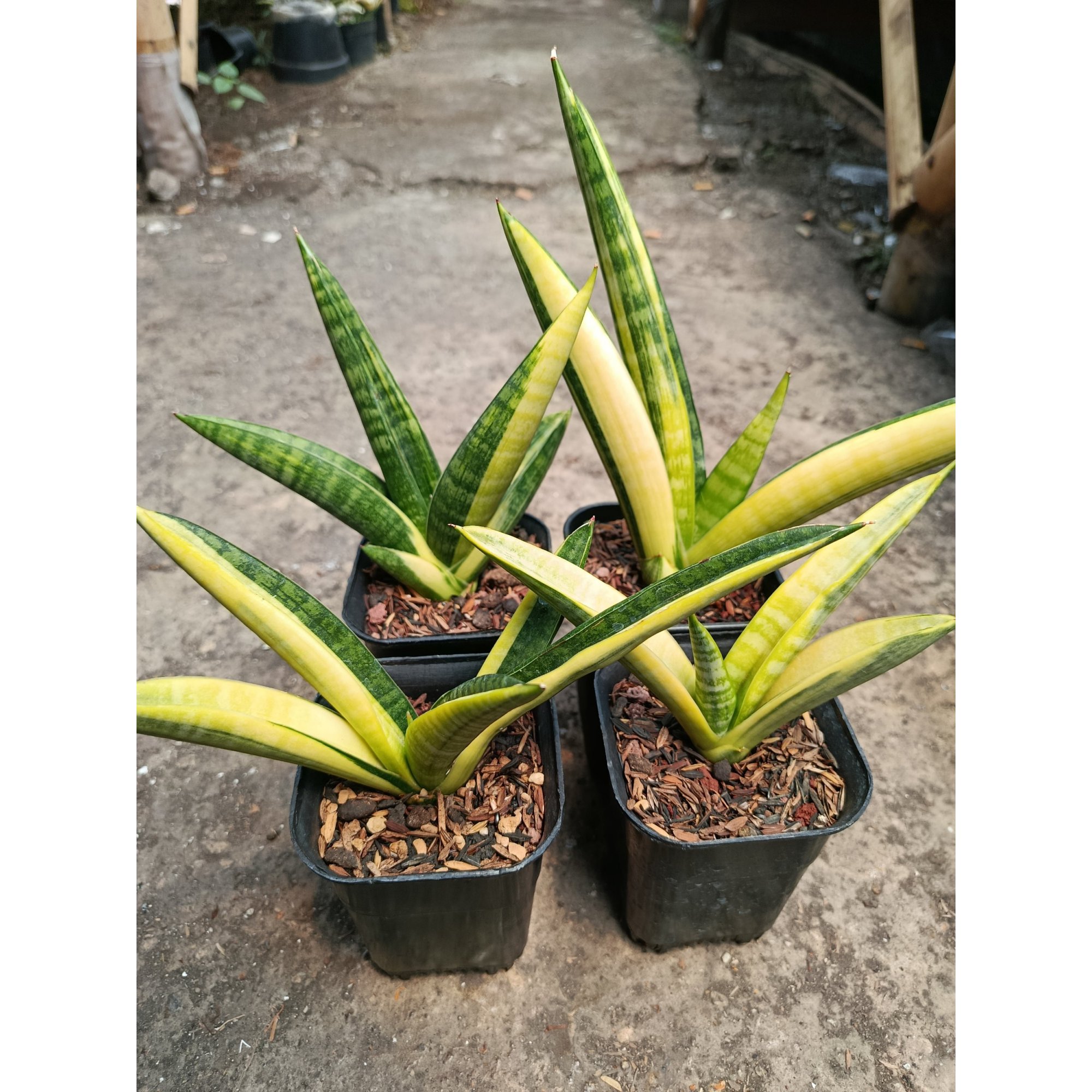 2115. Sansevieria Marsa Anjani Variegated 4 Pcs Size 15 Cm