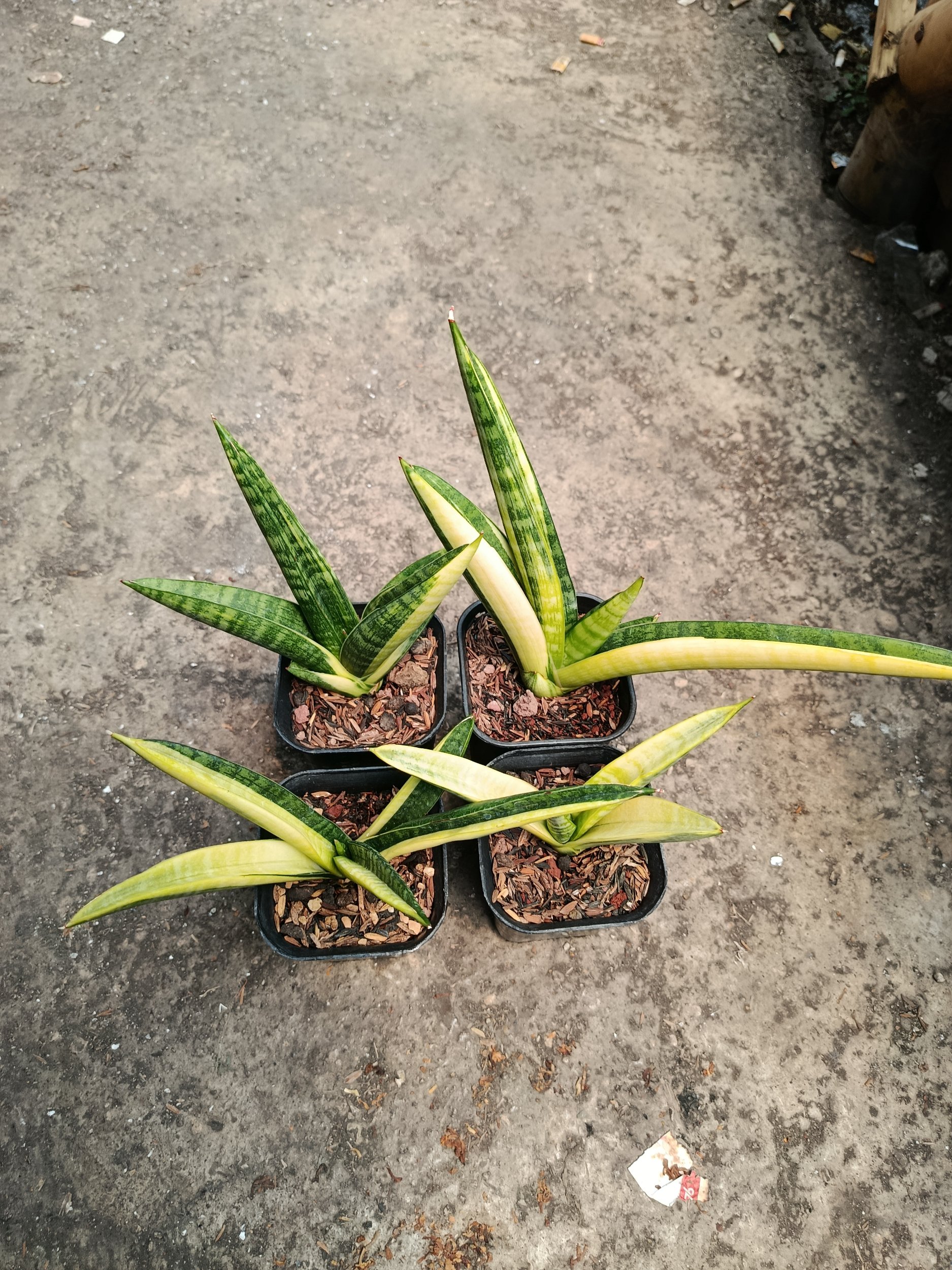 2115. Sansevieria Marsa Anjani Variegated 4 Pcs Size 15 Cm - Image 2