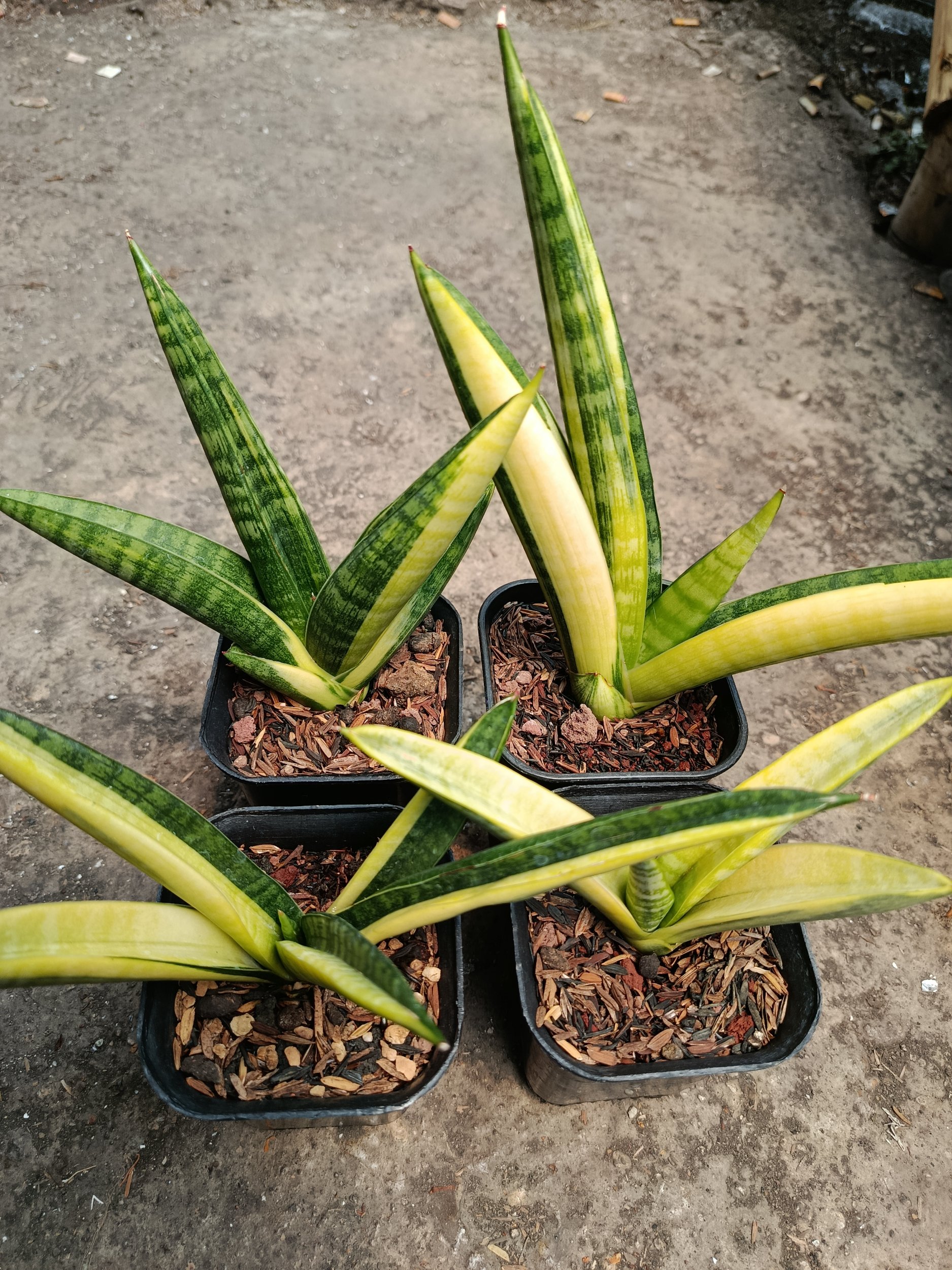 2115. Sansevieria Marsa Anjani Variegated 4 Pcs Size 15 Cm - Image 3
