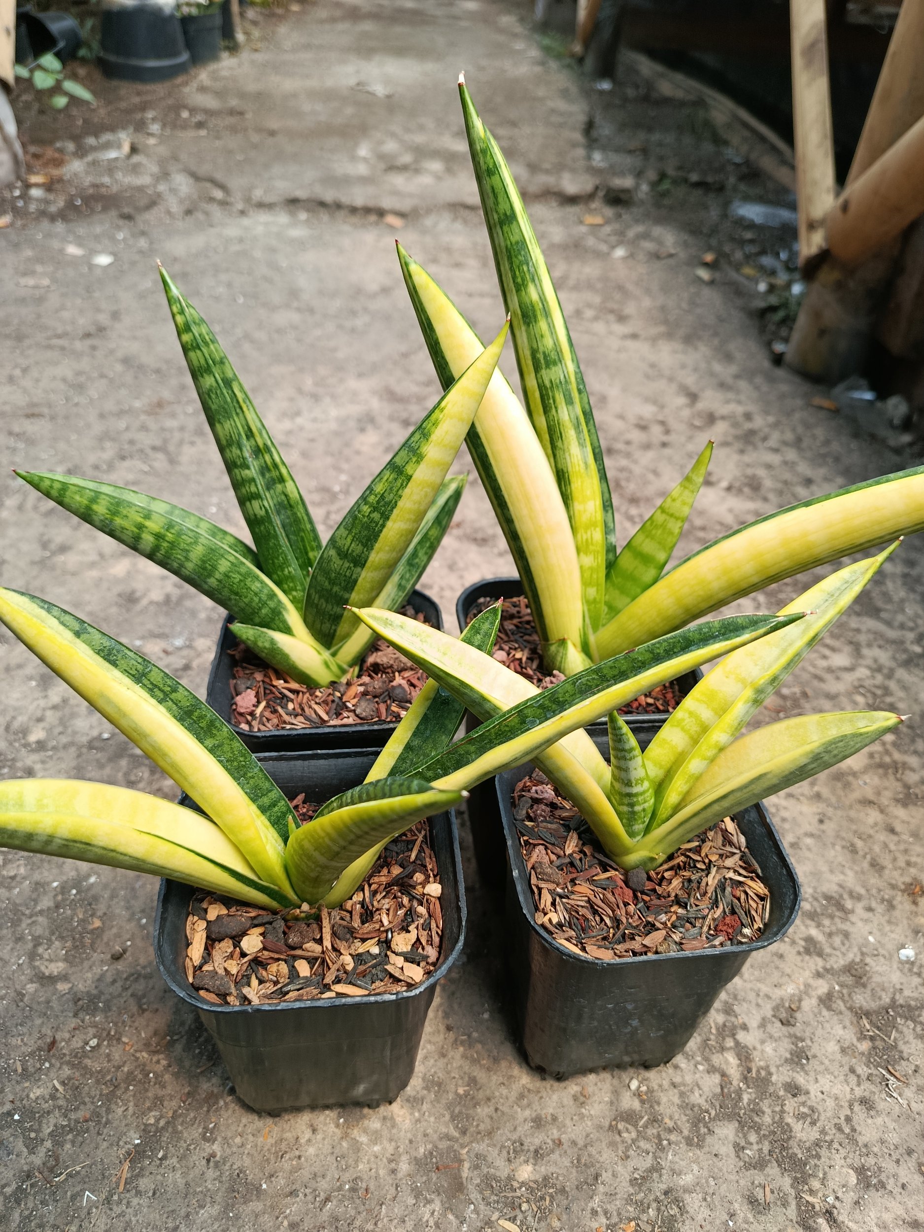 2115. Sansevieria Marsa Anjani Variegated 4 Pcs Size 15 Cm - Image 4