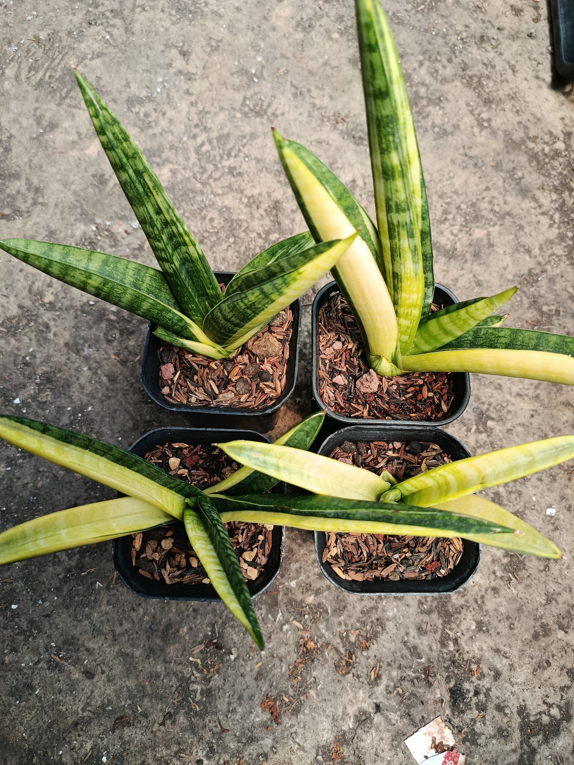 2115. Sansevieria Marsa Anjani Variegated 4 Pcs Size 15 Cm - Image 5