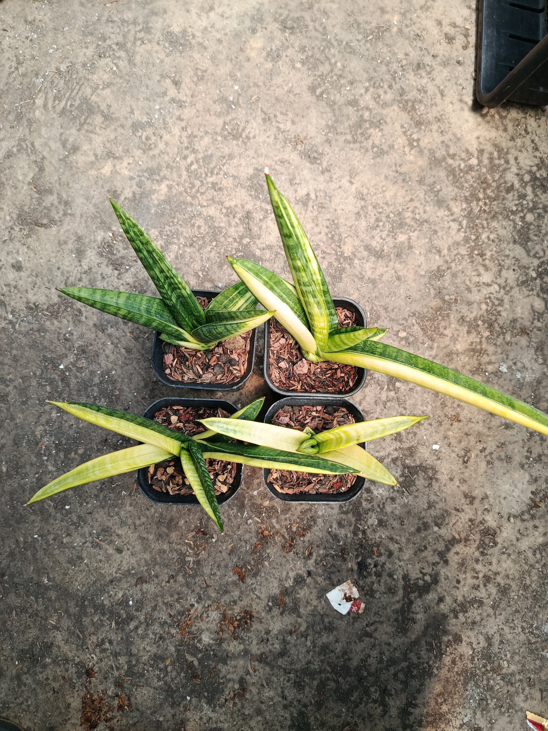 2115. Sansevieria Marsa Anjani Variegated 4 Pcs Size 15 Cm - Image 6