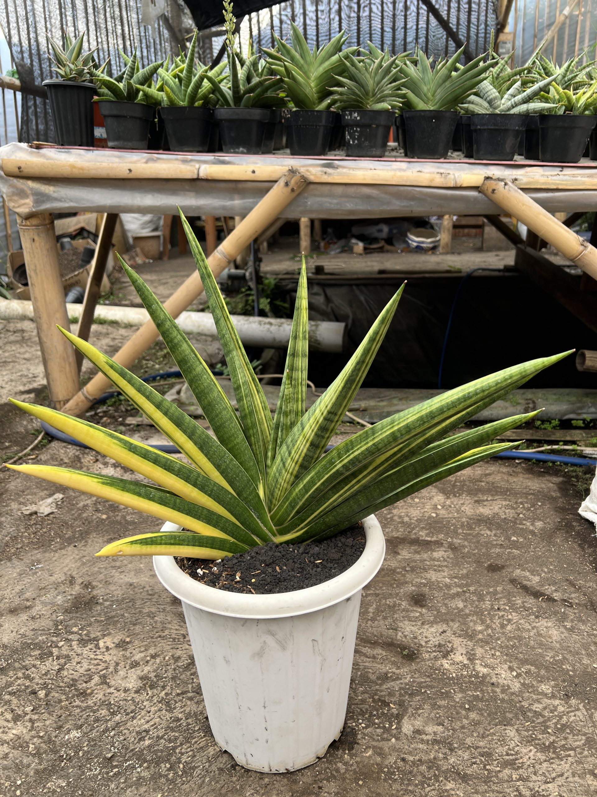 1579. Sansevieria Marsa Anjani Variegated Size 35 Cm - Image 2