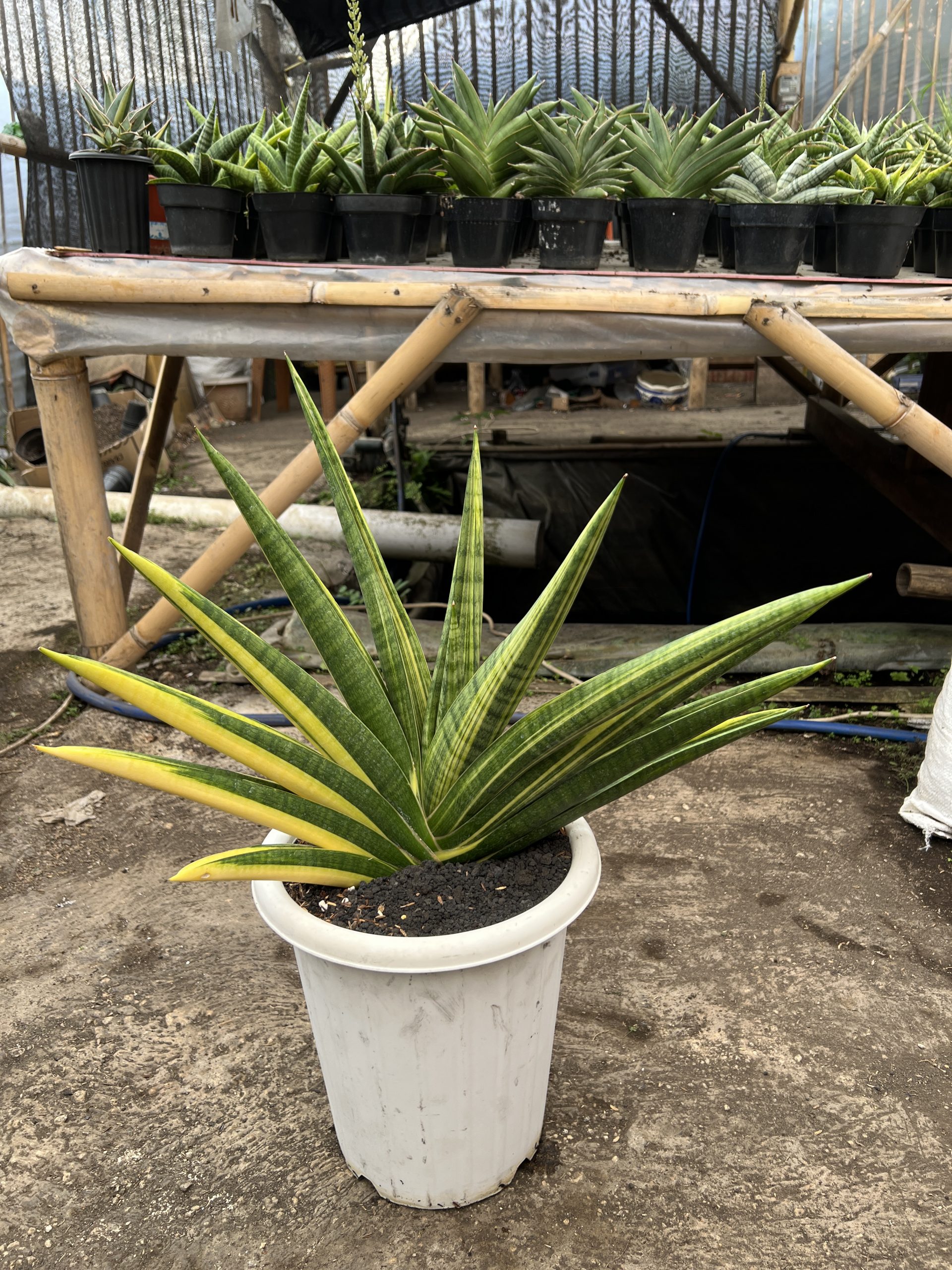 1579. Sansevieria Marsa Anjani Variegated Size 35 Cm - Image 3