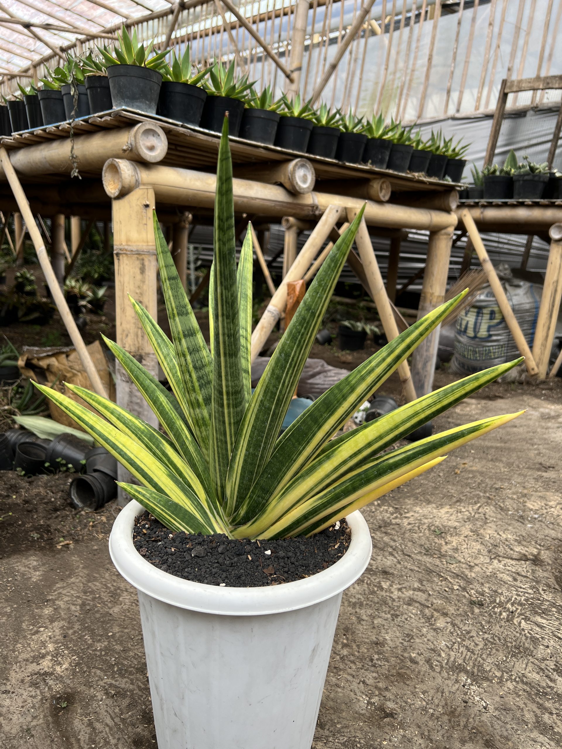 1579. Sansevieria Marsa Anjani Variegated Size 35 Cm - Image 4