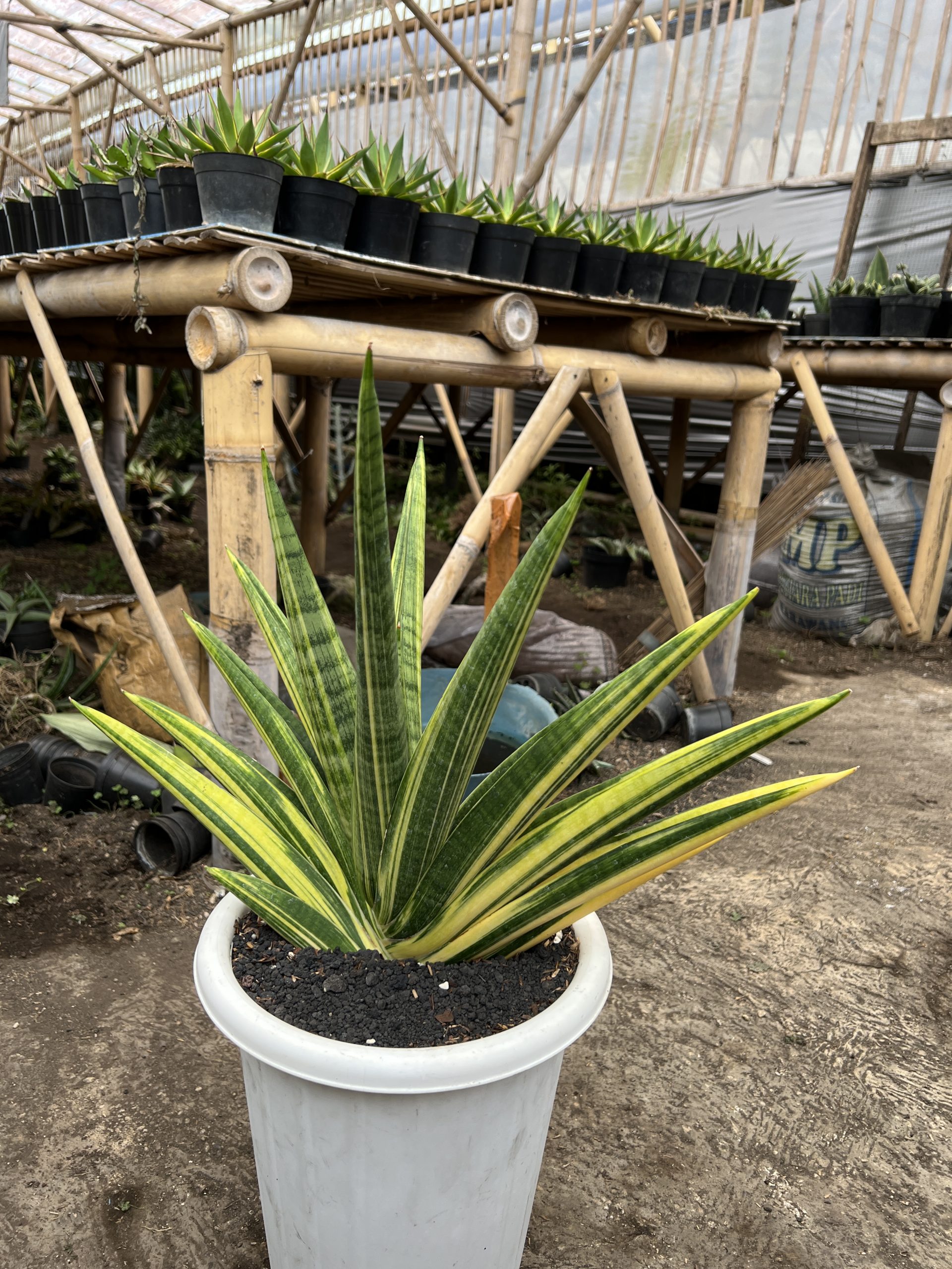 1579. Sansevieria Marsa Anjani Variegated Size 35 Cm - Image 5