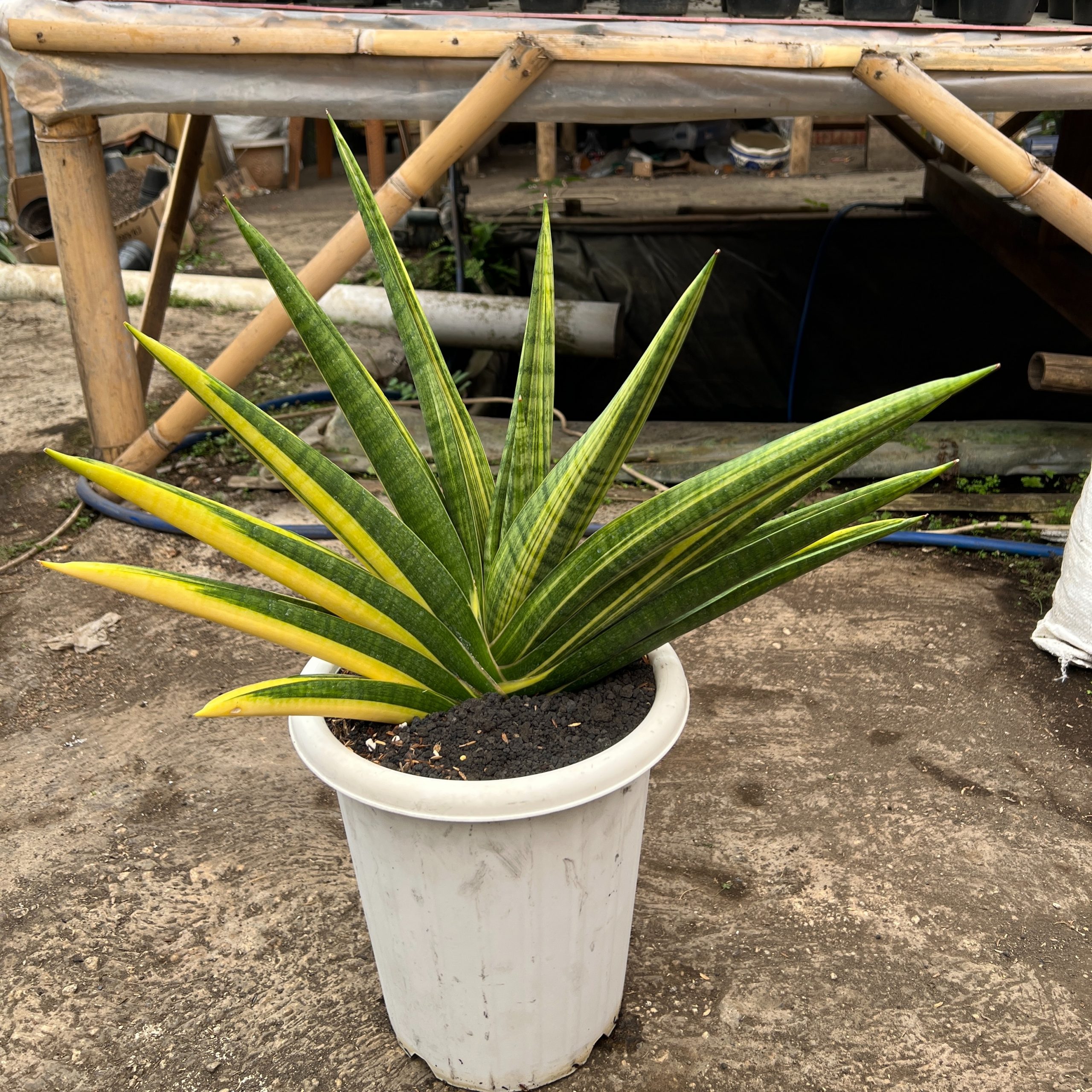 1579. Sansevieria Marsa Anjani Variegated Size 35 Cm