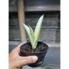 1779. Sansevieria Marsanda Aurea