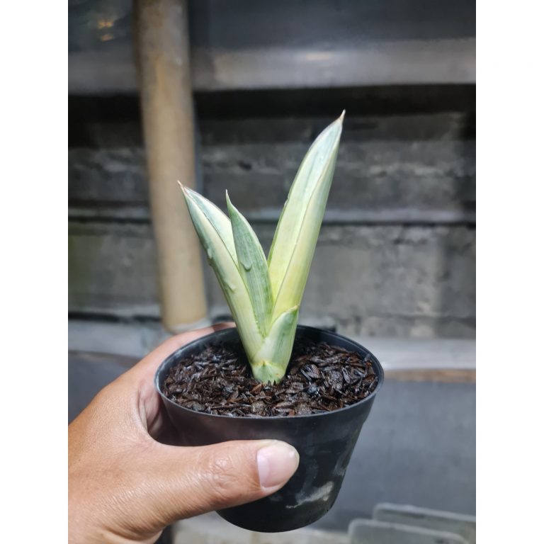 1779. Sansevieria Marsanda Aurea