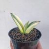 1224. Sansevieria Marsanda White Variegated