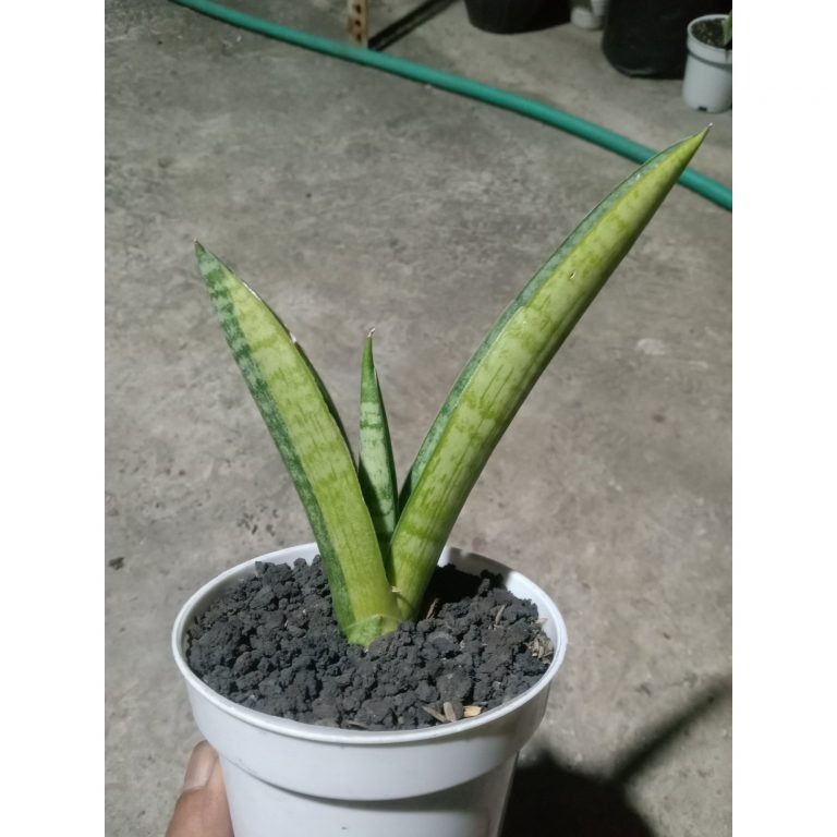 1895. Sansevieria Marsha Anjani Variegated