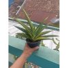 2262. Sansevieria Marsha Anjani Varigated Medium Size