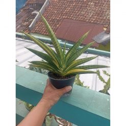 2262. Sansevieria Marsha Anjani Varigated Medium Size