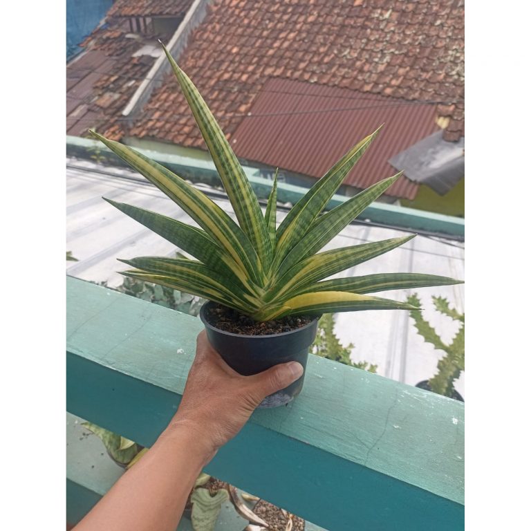 2262. Sansevieria Marsha Anjani Varigated Medium Size