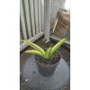 2050. Sansevieria Marsha Anjani Verigated