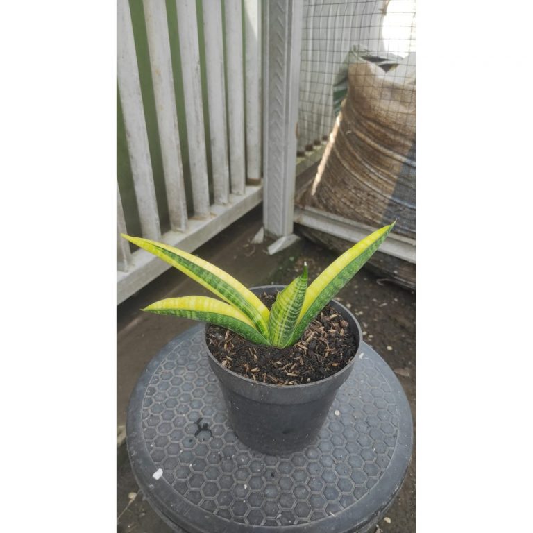 2050. Sansevieria Marsha Anjani Verigated
