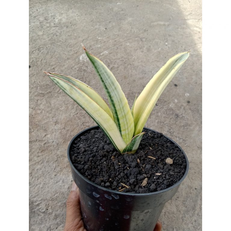 2180. Sansevieria Marshanda White Varigated