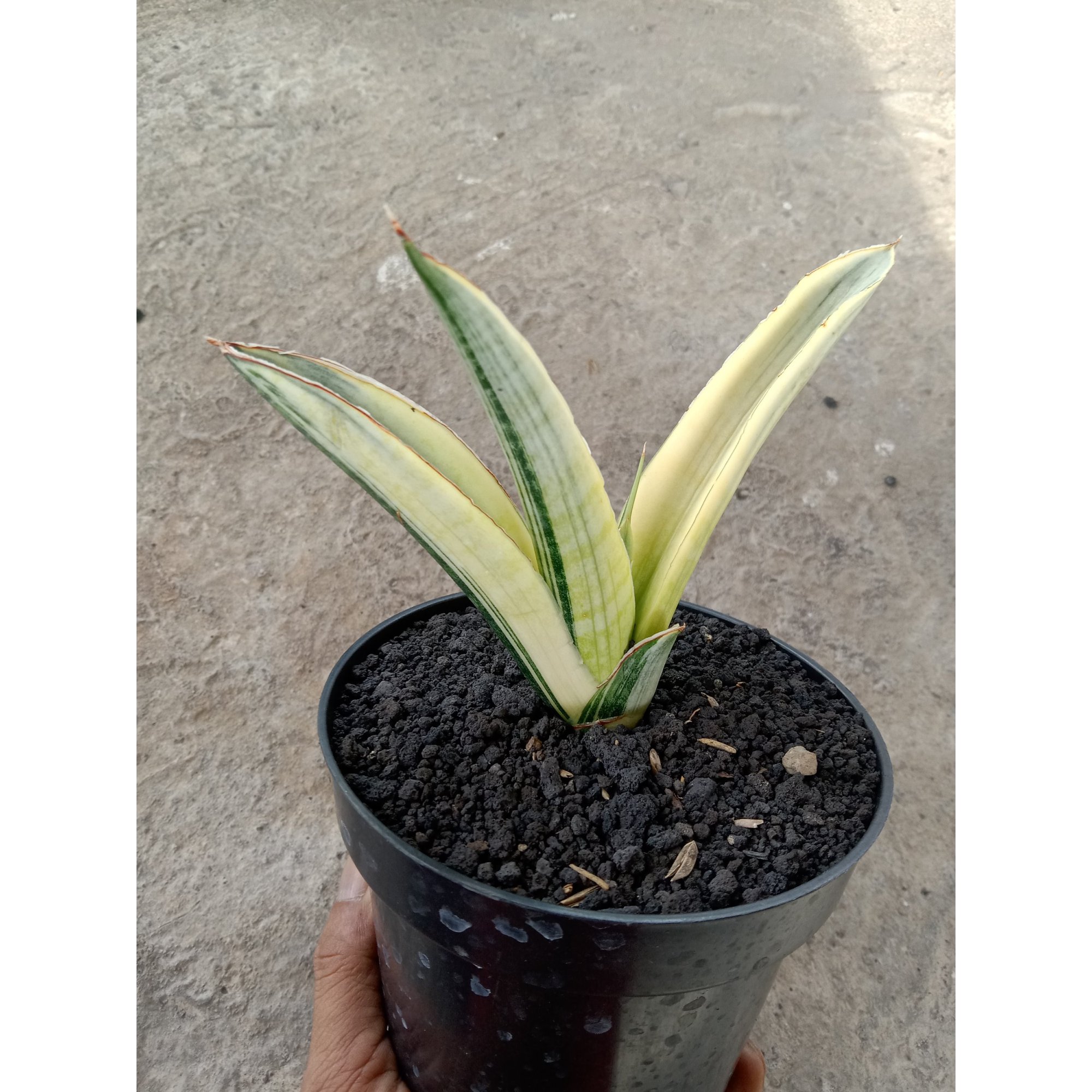 2180. Sansevieria Marshanda White Varigated