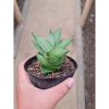 2287. Sansevieria Maryam