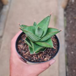 Alternative view of 2287. Sansevieria Maryam
