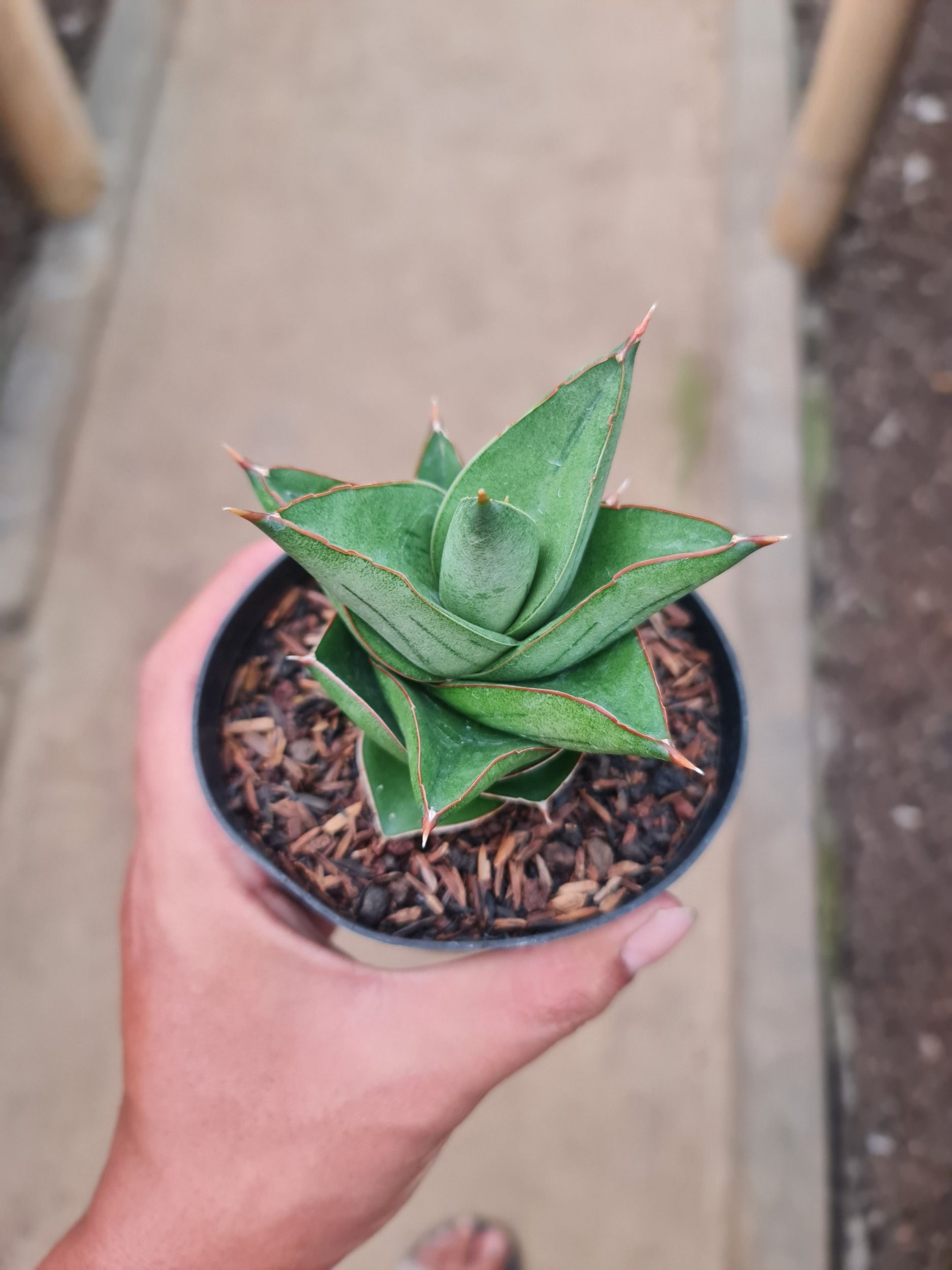 2287. Sansevieria Maryam - Image 2