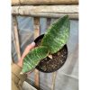 1584. Sansevieria Mason Bowl