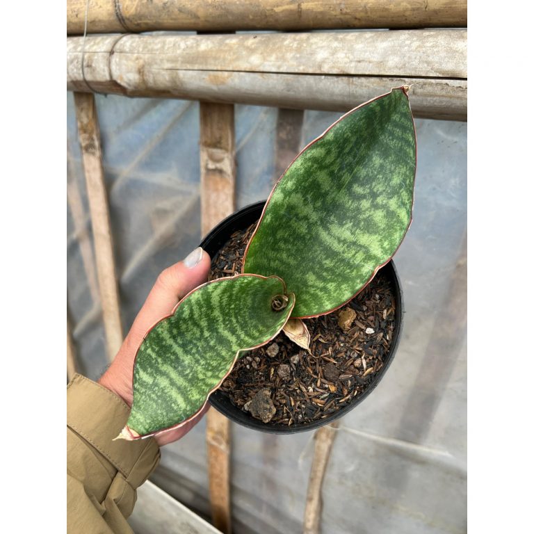 1584. Sansevieria Mason Bowl