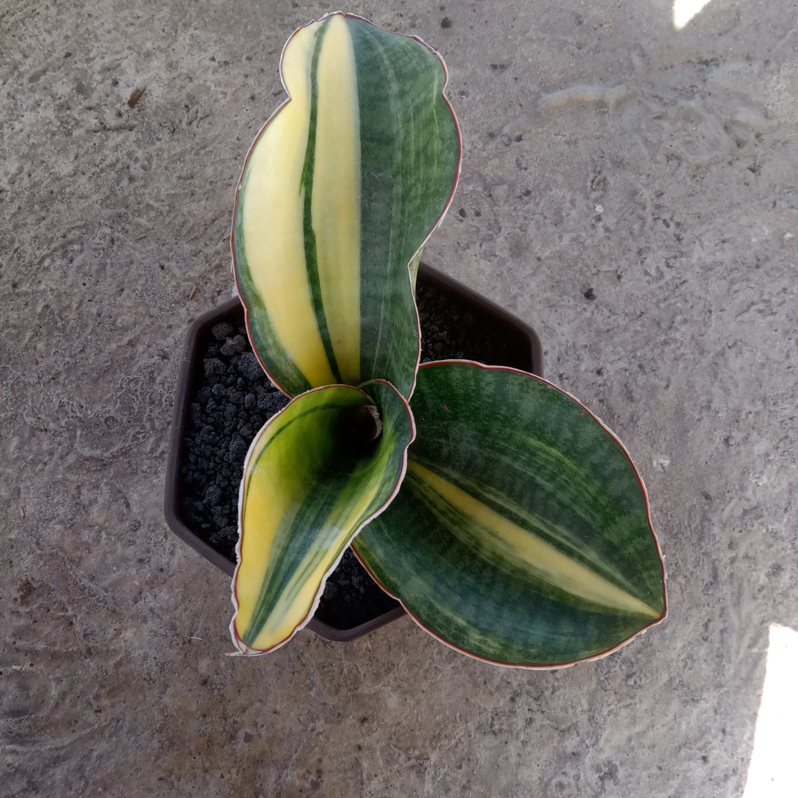 1855. Sansevieria Mason Bowl Variegated