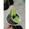 2043. Sansevieria Mason Bowl Variegated Size 12 Cm