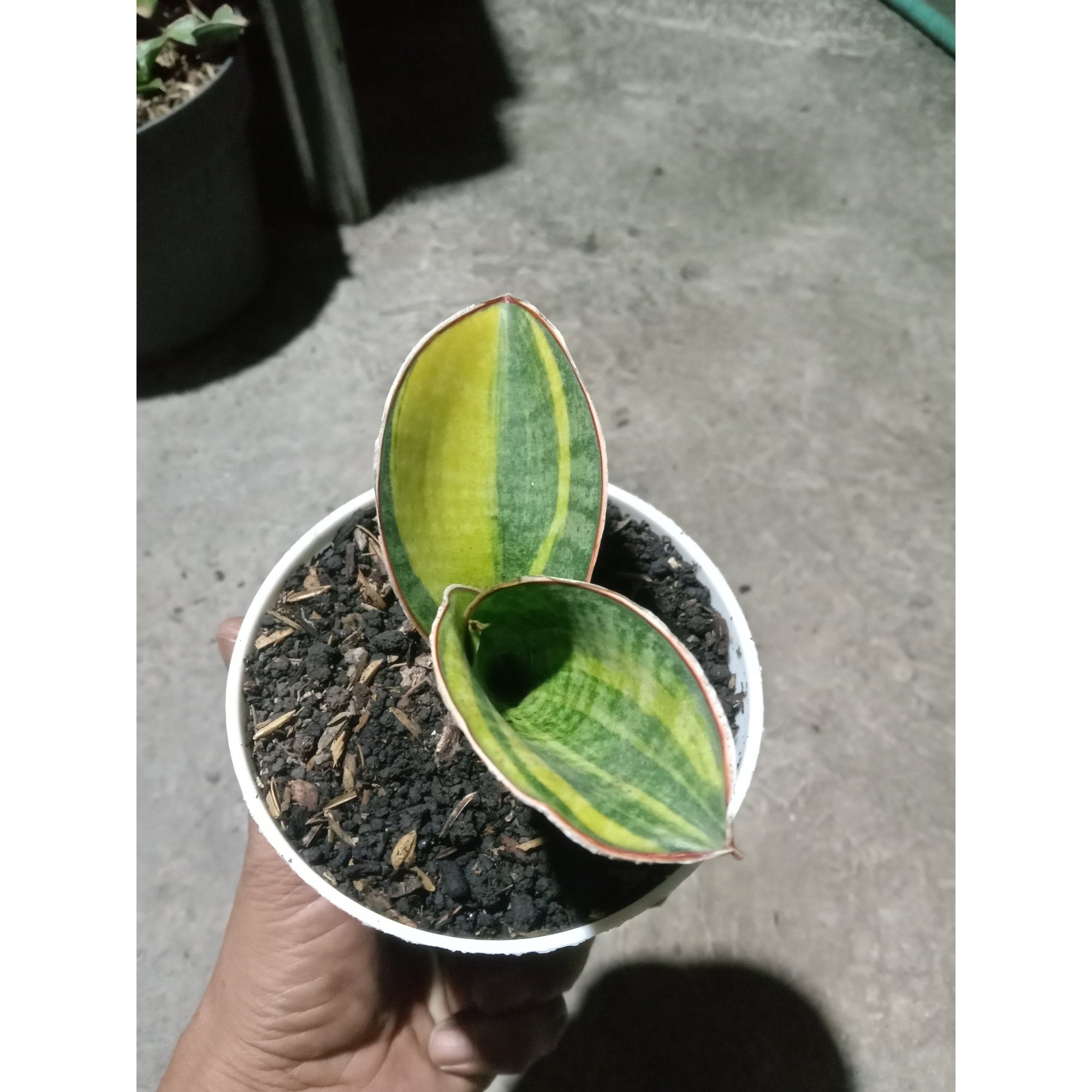 2043. Sansevieria Mason Bowl Variegated Size 12 Cm