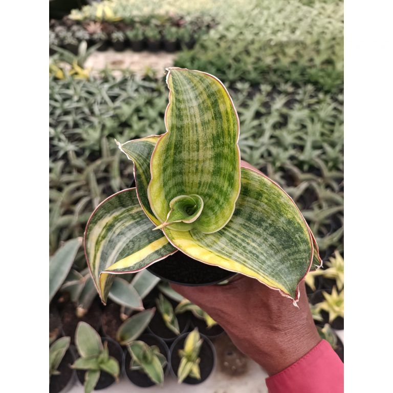 1996. Sansevieria Mason Bowl Variegated size 14 cm