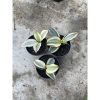 1522. Sansevieria Masoniana Aurea White Variegated Rosettete Size 12 Cm