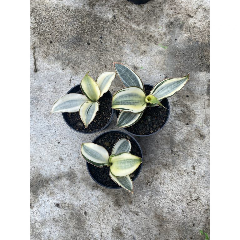 1522. Sansevieria Masoniana Aurea White Variegated Rosettete Size 12 Cm