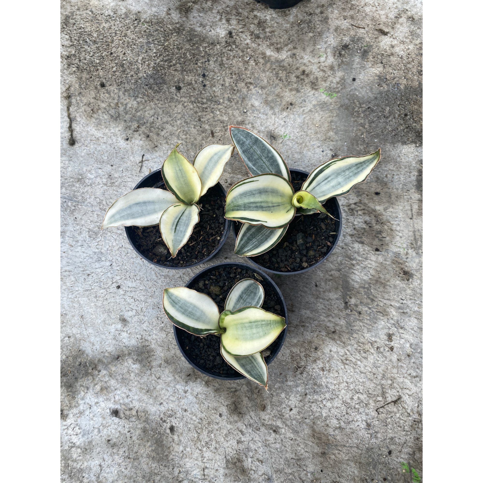 1522. Sansevieria Masoniana Aurea White Variegated Rosettete Size 12 Cm